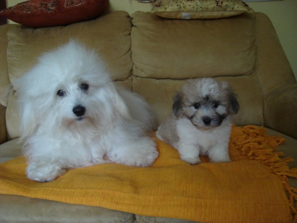 COTON DE TULEAR STENAD